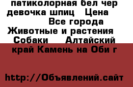 патиколорная бел/чер девочка шпиц › Цена ­ 15 000 - Все города Животные и растения » Собаки   . Алтайский край,Камень-на-Оби г.